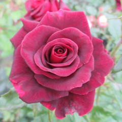 Rosa 'Black Gold'