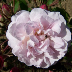 Rosa 'Blush Noisette'