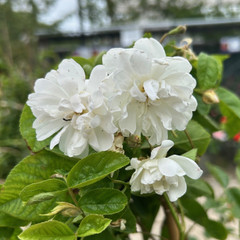 Rosa 'Bobbie James'