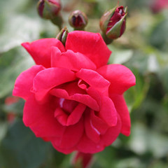 Rosa 'Bonn'