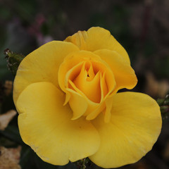 Rosa 'Bright Smile'