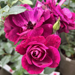 Rosa 'Burgundy Ice'