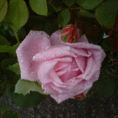 Rosa 'Caroline Testout'