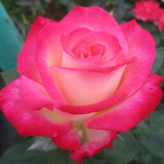 Rosa 'Charismatic'