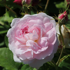 Rosa 'Chloris'