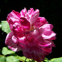 Rosa 'Commandant Beaurepaire'