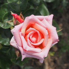 Rosa 'Compassion'