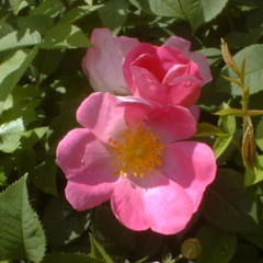 Rosa 'Complicata'