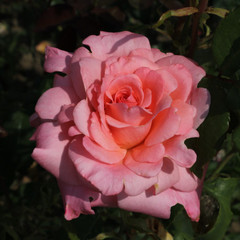 Rosa 'Congratulations'