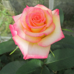 Rosa 'Conundrum'