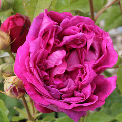 Rosa 'Crimson Blush'