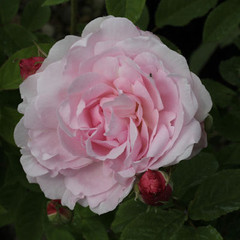 Rosa 'Duchess d'Angouleme'