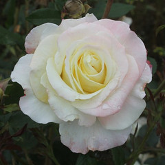Rosa 'Eileen'