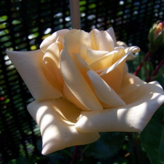 Rosa 'Emily Gray'