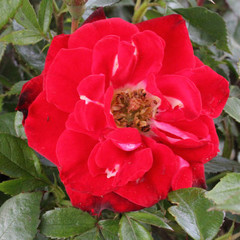 Rosa 'Emma Clare'