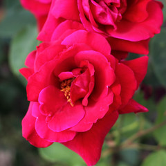 Rosa 'Ena Harkness'