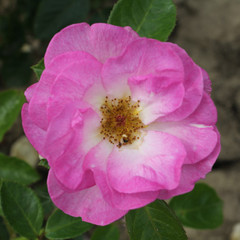 Rosa 'Escapade'