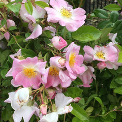 Rosa 'Evangeline'