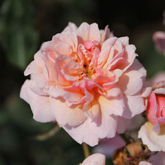 Rosa 'Felicia'