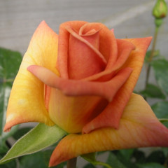 Rosa 'Ffion'