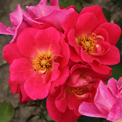 Rosa 'Firecracker'