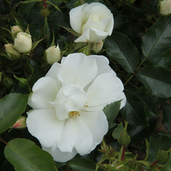 Rosa 'Flower Carpet - White'