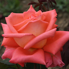 Rosa 'Folklore'