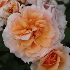 Rosa 'For Love'