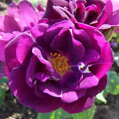 Rosa 'Forever Royal'