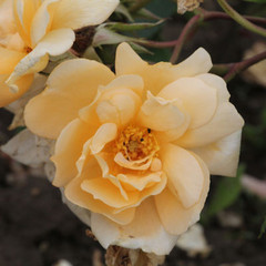 Rosa 'Francesca'