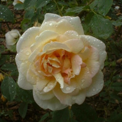 Rosa 'Fruhlingsduft'
