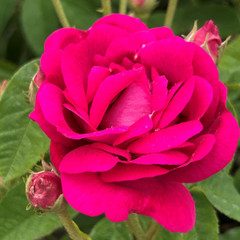 Rosa gallica 'Conditorum'