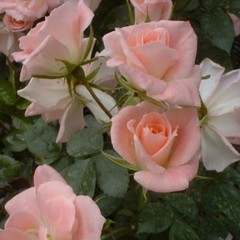 Rosa 'Gentle Touch'