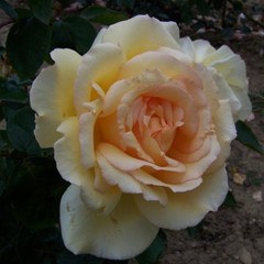Rosa 'Geoffrey Smith'