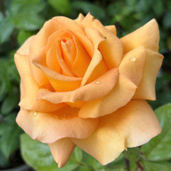 Rosa 'Glenfiddich'