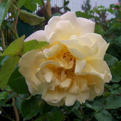 Rosa 'Golden Rambler'