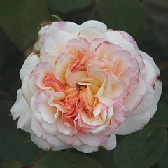 Rosa 'Gruss an Aachen'