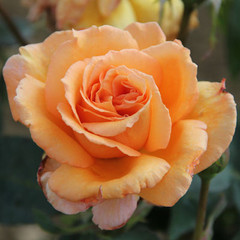 Rosa 'Hannah Lucy Cockroft'