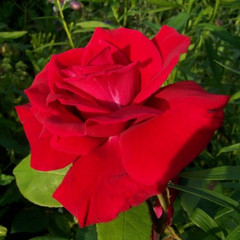 Rosa 'Hanne'
