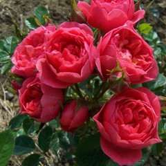 Rosa 'Happy Times'