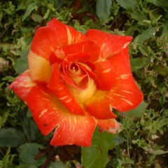 Rosa 'Harry Wheatcroft'