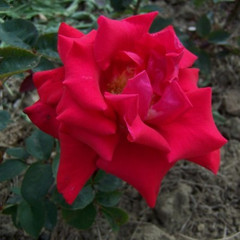 Rosa 'Helen's Trust'