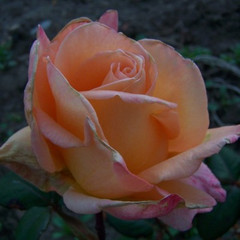 Rosa 'Hollywood Star'