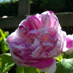 Rosa 'Honorine de Brabant'