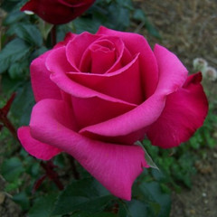 Rosa 'Hot Princess'