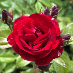 Rosa 'Intrigue'