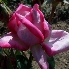 Rosa 'Irene's Delight'