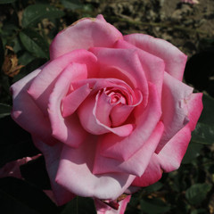 Rosa 'Irene's Delight'