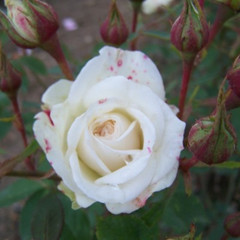 Rosa 'Irresistible'