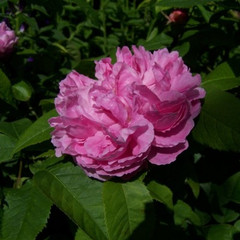 Rosa 'Jacques Cartier'